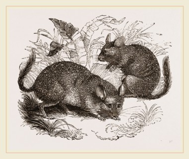 Chinchilla