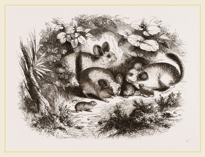 Chinchilla