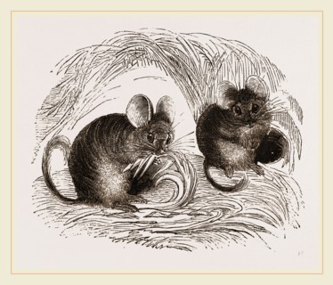 Chinchilla