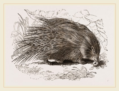 Common Porcupine