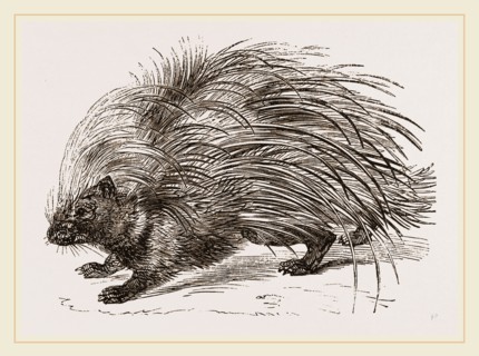 Common Porcupine