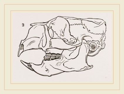 Skull of Common Porcupine