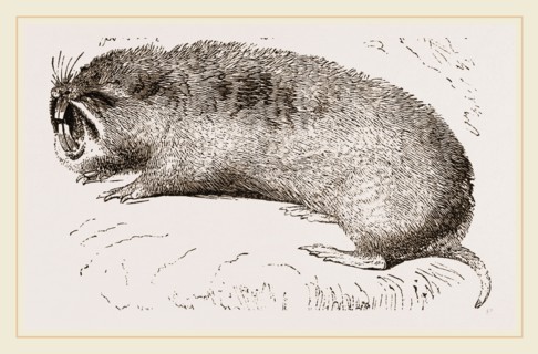 Camas Pouched-Rat