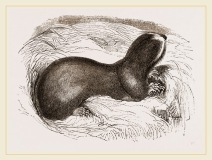 Mole-rat