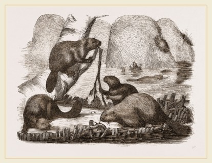 Beavers