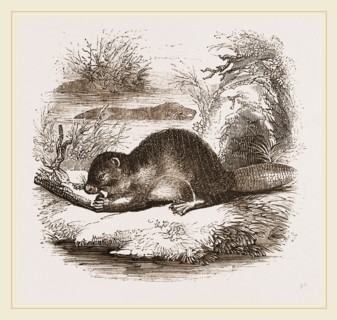 Beaver