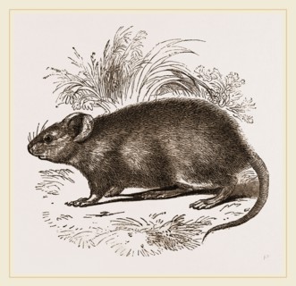Caffre Broad-eared Rat