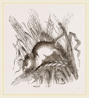Harvest Mouse