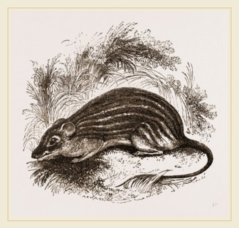 Barbary Mouse