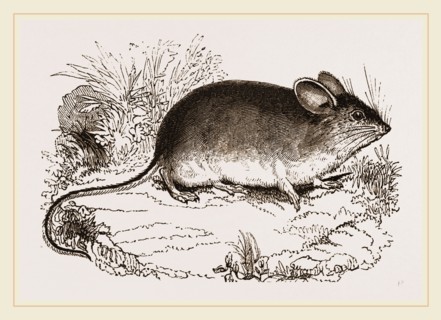 Darwin's Mouse