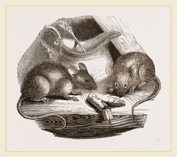 Common Mouse