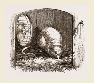 Common Mouse