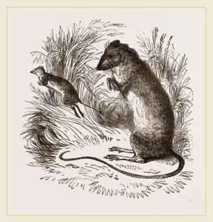 Labrador Jumping Mouse