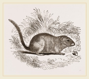 Common Dormouse