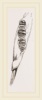 Teeth of Dormouse