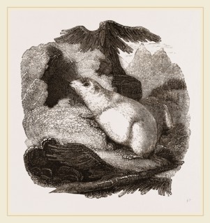 Alpine Marmot