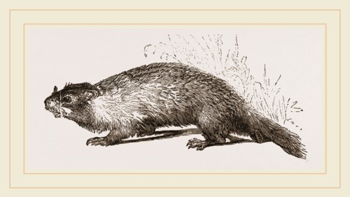 Quebec Marmot