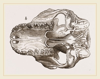Skull of Galeopithecus Philippinensis
