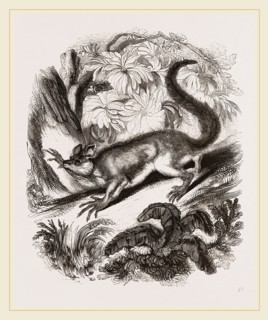 Aye-Aye