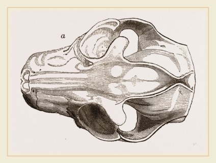 Skull of Galeopithecus Philippinensis