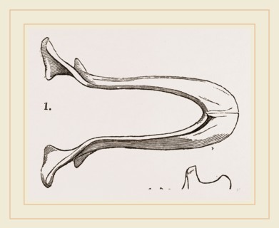 Lower Jaw and Teeth of Galeopithecus Temminckii