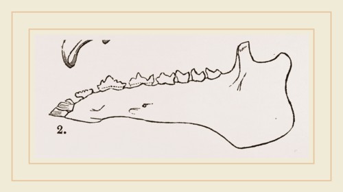 Lower Jaw and Teeth of Galeopithecus Temminckii