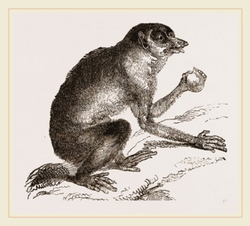 Slender Loris