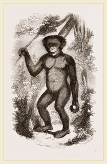 Chimpanzee