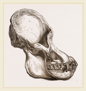 Skull of Orang-Outan