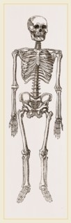 Skeleton of Man