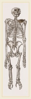 Skeleton of Chimpanzee