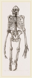 Skeleton of Orang-Outan
