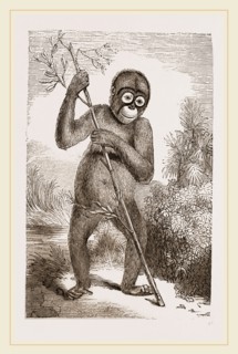Orang-Outan