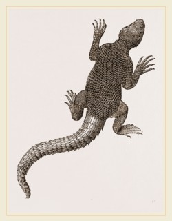 Spiny Agama