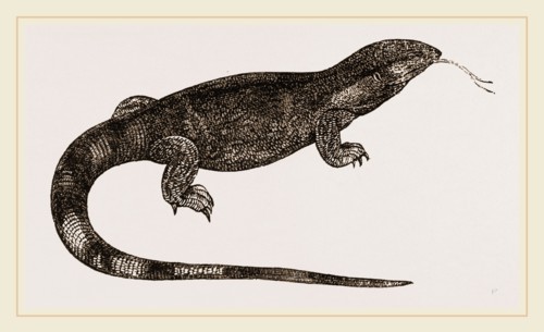 White-throated Varan