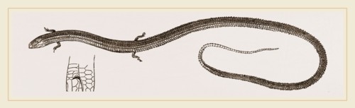 Four-toed Snake-Lizard