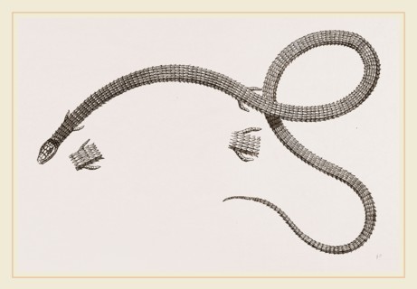 Anguine Lizard