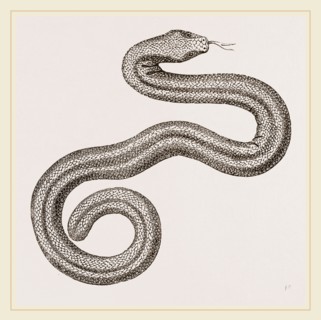 Dusky Amphisbaena