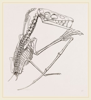 Thick-muzzled Pterodactyle restored