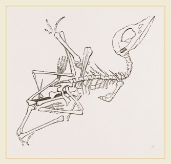 Short-muzzled Pterodactyle