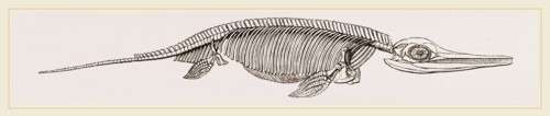 Ichthyosaurus