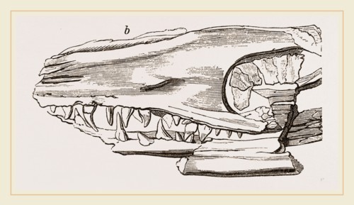 Head of Sommering's Geosaurus