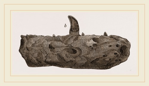 Portion of Lower Jaw Megalosaurus