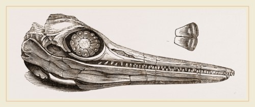 Upper Skull of Ichthyosaurus