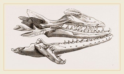 Head of Camper's Mosasaurus