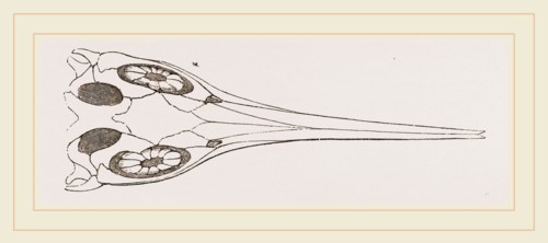 Upper Skull of Ichthyosaurus