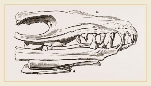 Head of Sommering's Geosaurus