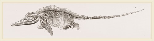 Ichthyosaurus