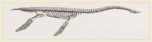 Skeleton of Plesiosaurus restored