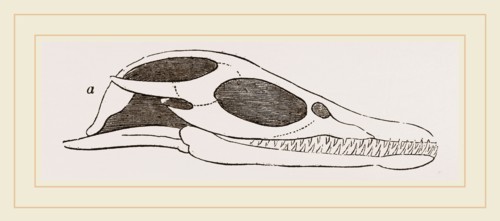 Head of Plesiosaurus